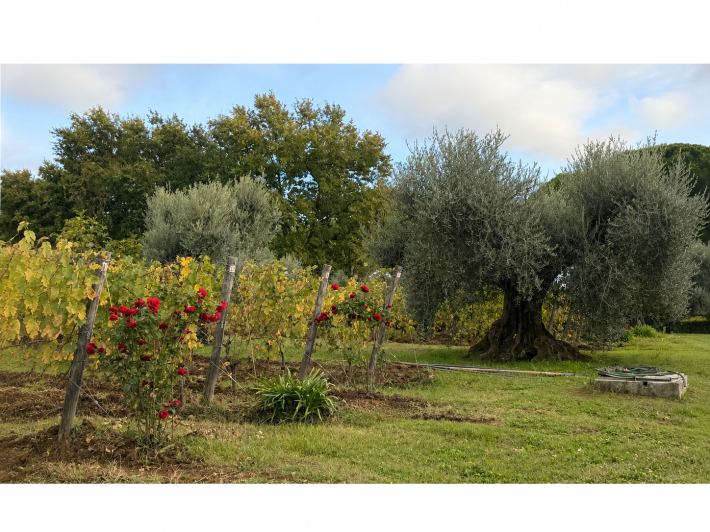 Roses growing among the vines,