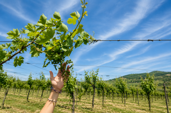 grape leaves against the sky