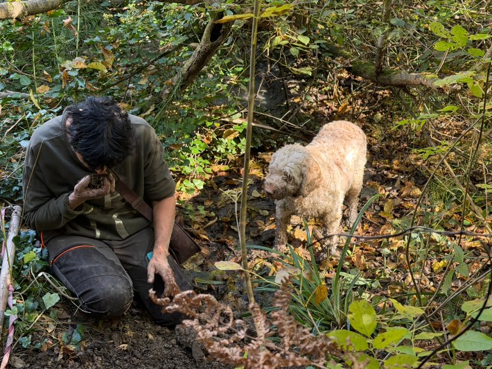 A truffle hunter and dog search the woods near Bologna.