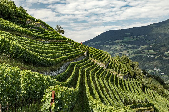 Rows of grapevines covering steep hillsides in Alto Adige.