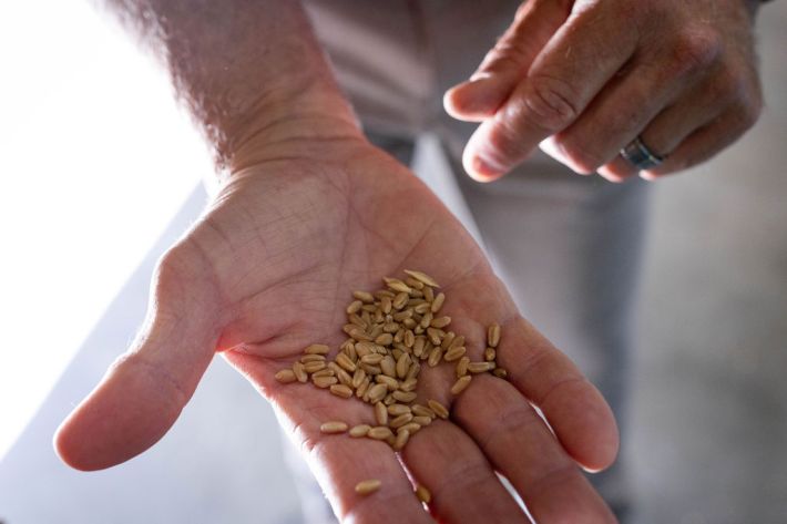 A closer look at the wheat used at Sunnyland Mills. Photo by Patty Schmidt.