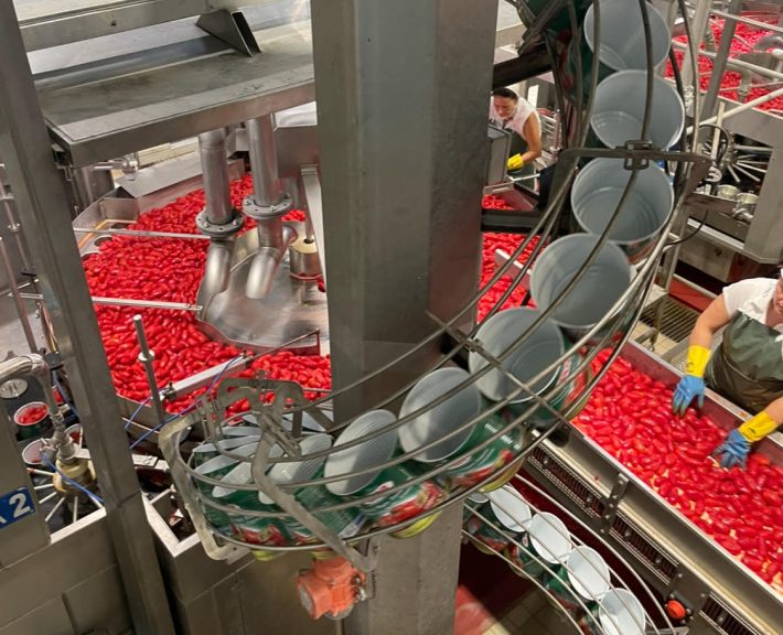 The greatest tomatoes from Europe ready for canning.