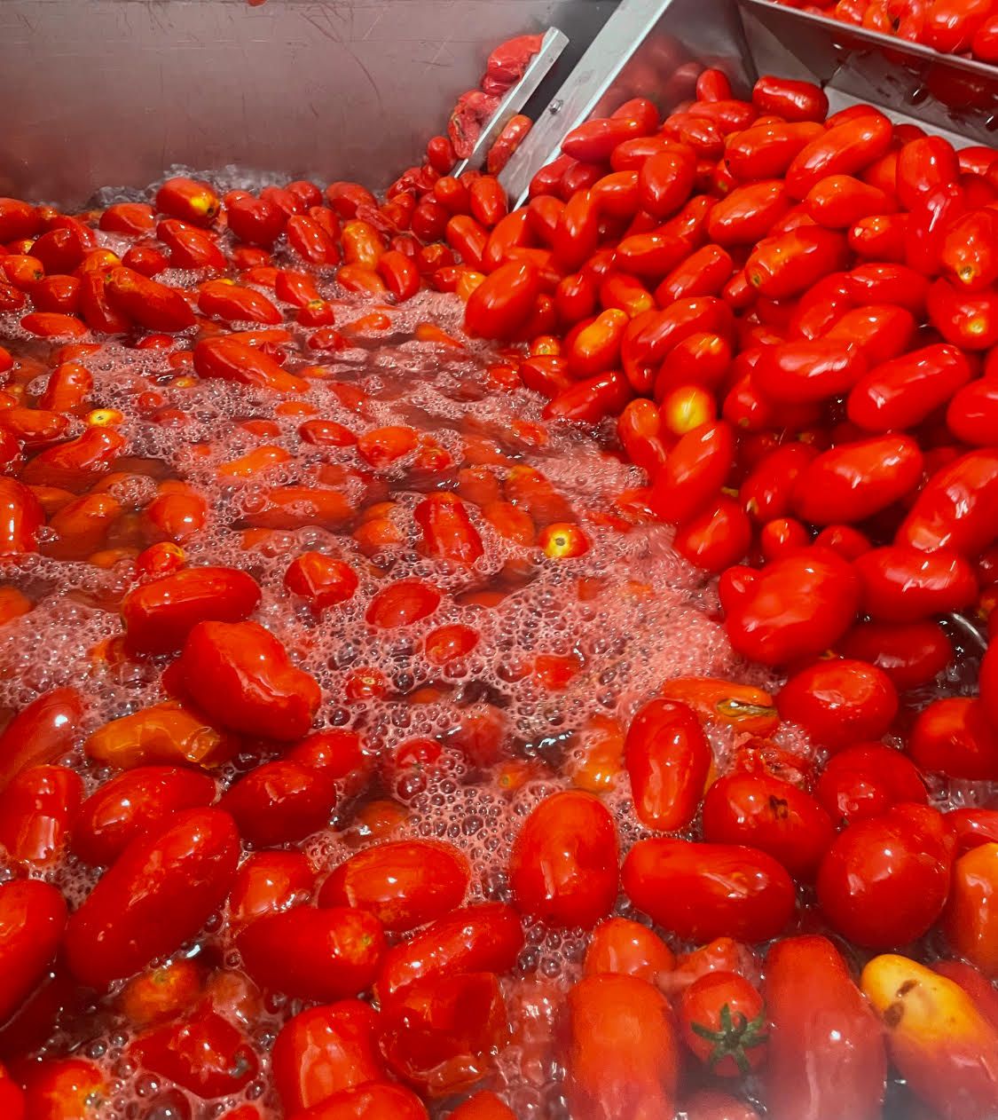 The ripened tomatoes of Campania being cleaned during processing.