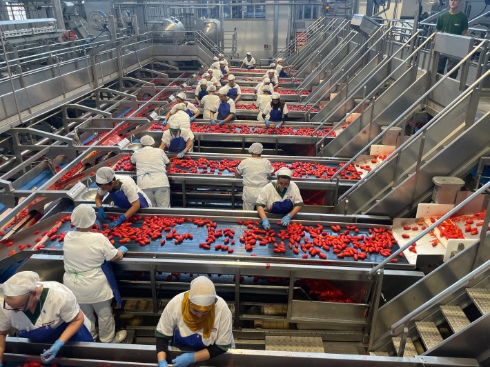 The rigorous sorting process of European tomatoes.