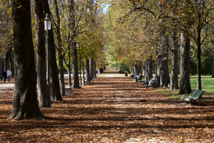 Tree-lined walkway covered with autumn leaves in Parma, Italy.
