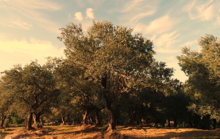 Olive groves are an essential part of the landscape and food traditions of Cilento. Photo by Merve Kaya via Pexels.