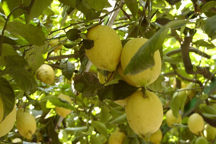 Sfusato Amalfitano lemons on the branch.