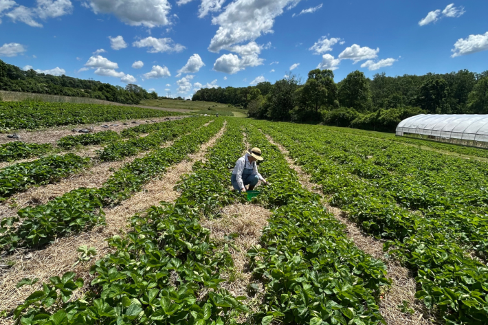 Fresh produce growing on a local farm.