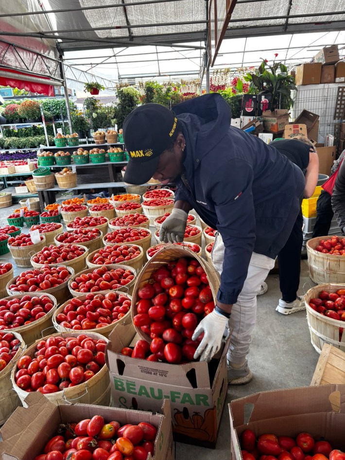 A person tipping a basket of tomatoes into a crate at the market