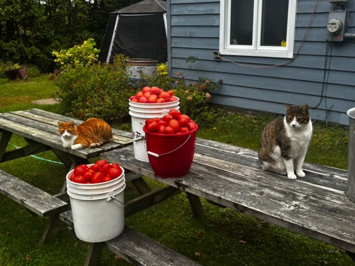 Buckets of red tomatoes on a backyard picnic table beside two cats