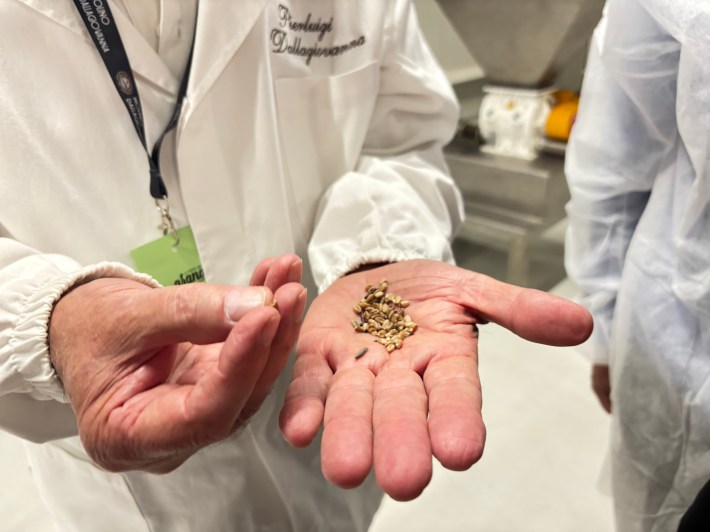 Wheat kernels held in an open palm
