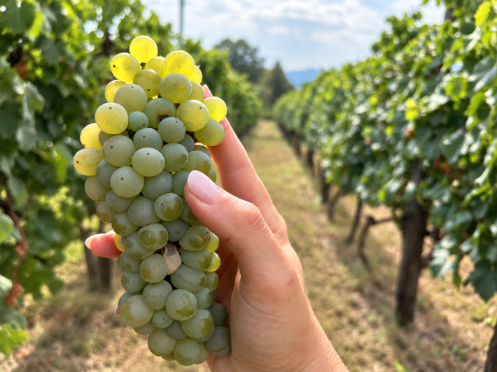 Pallagrello bianco, one of Campania’s historic native grape varieties. Photo credit: La Masserie