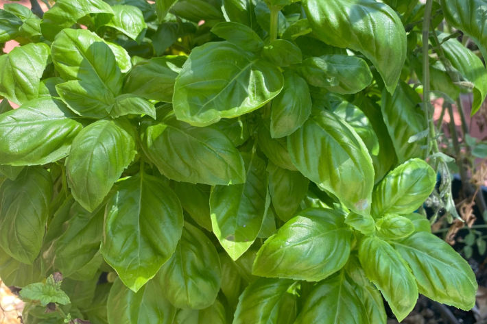 Close-up of green basil leaves.