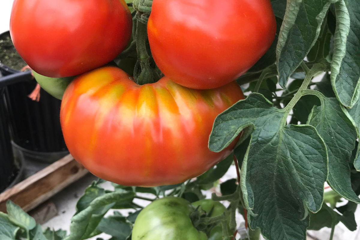 Red and orange tomatoes growing on a vine.